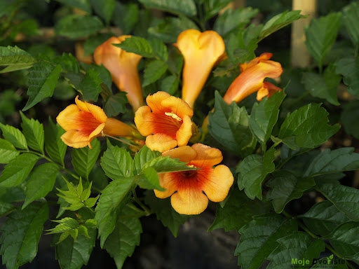 CAMPSIS x tagliabuana 'Indian Summer' - Trumpet Creeper