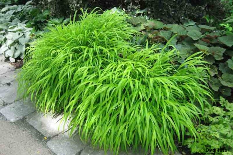 Hakonechloa macra (Hakone Grass)