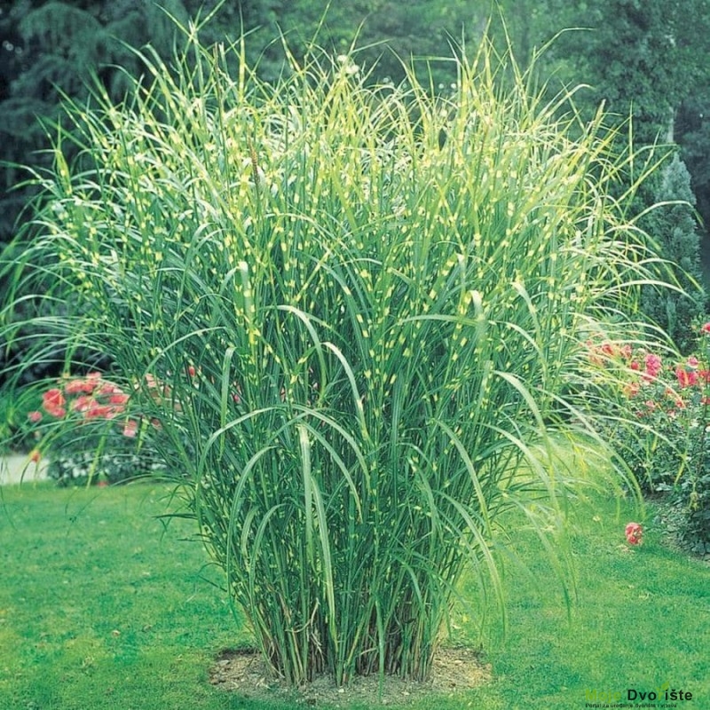 Miscanthus sinensis Zebrinus - Zebra