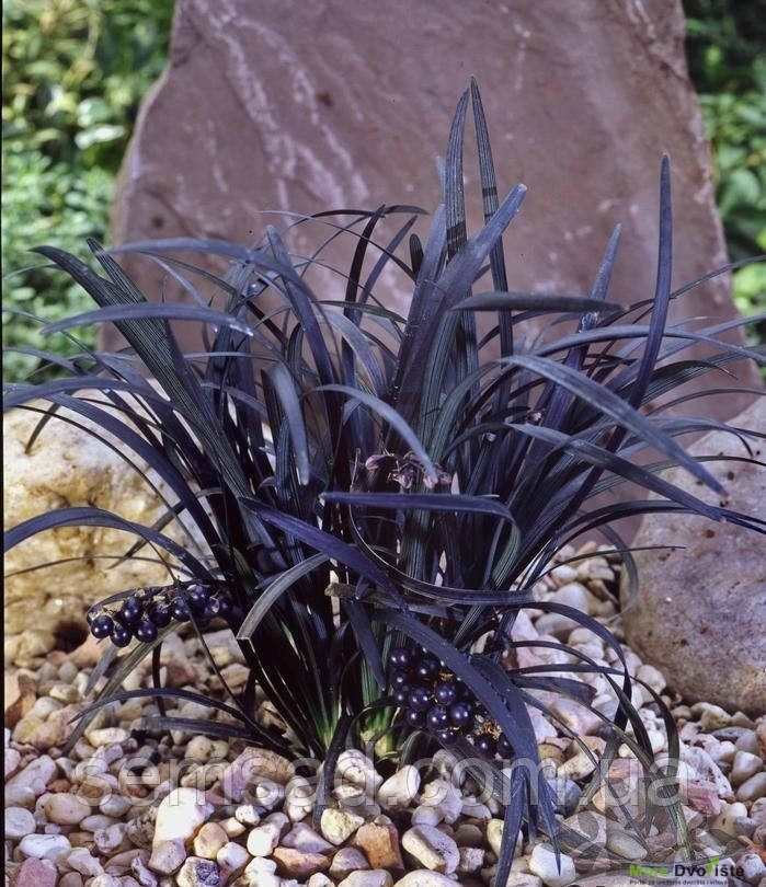 Ukrasne trave - Ophiopogon planiscapus