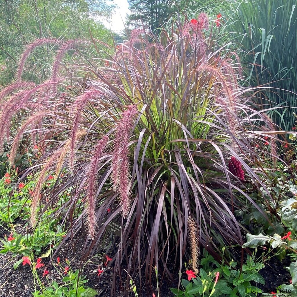 Ukrasne trave - Pennisetum setaceum 'Rubrum'