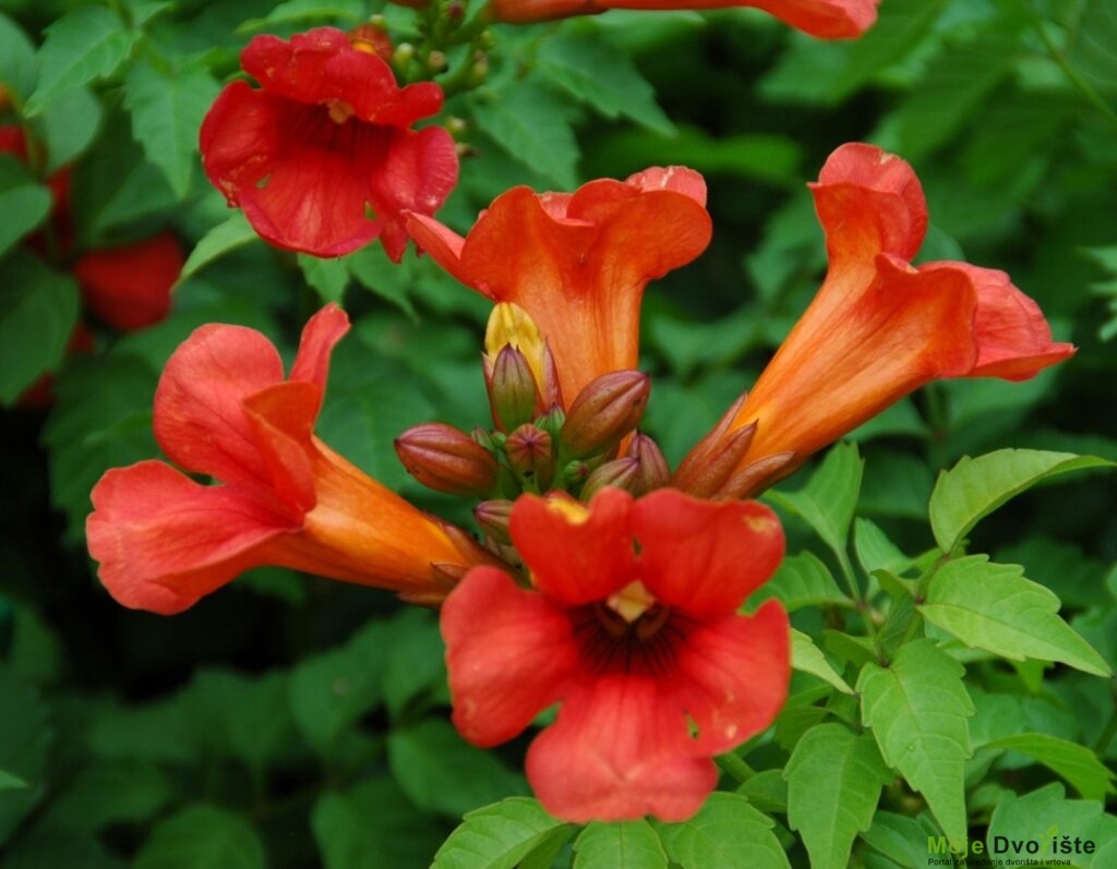 Summer Jazz™ Fire Campsis - Star® Roses and Plants