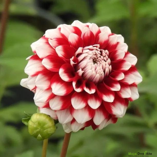 Checkers Dahlias