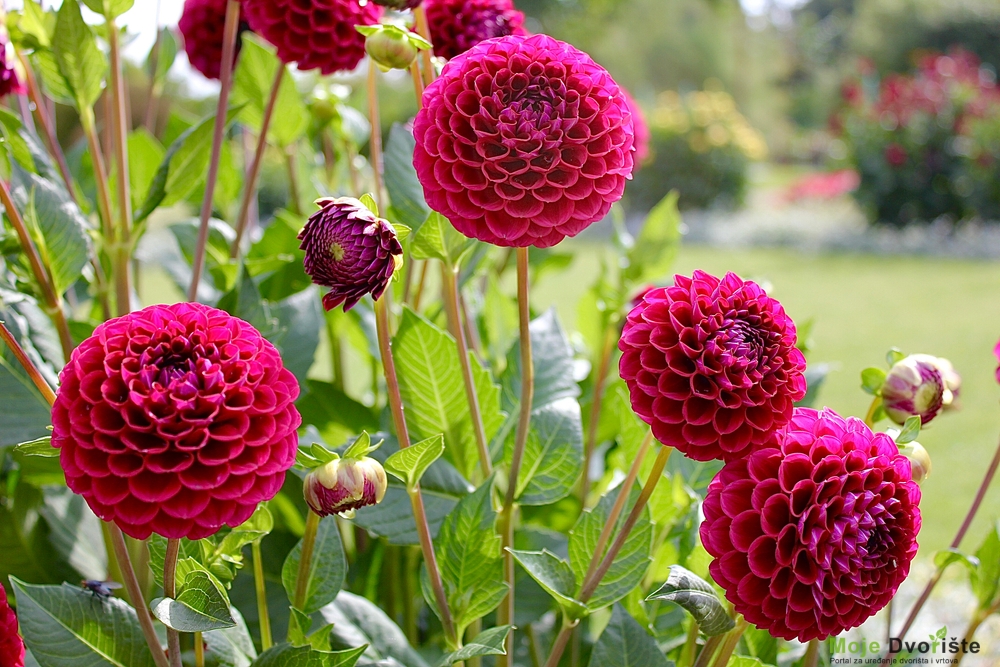 Dahlias to Know & Grow - JParkers