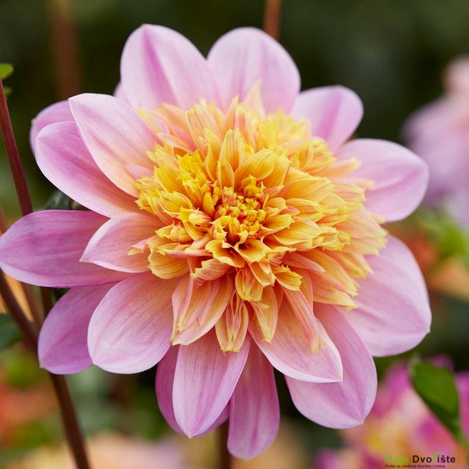 Lifestyle Anemone Dahlia | American Meadows