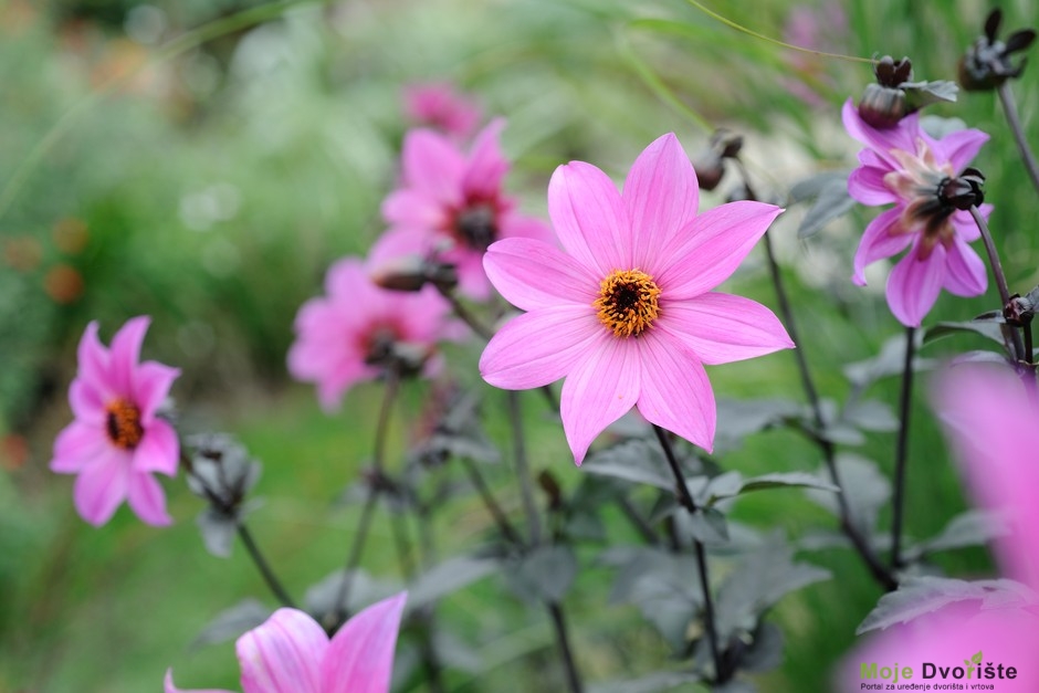 Single-Flowered Dahlias to Grow | BBC Gardeners World Magazine