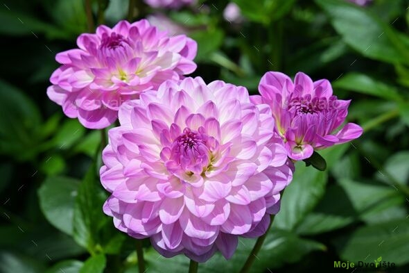 Striking lavender-lilac Waterlily Dahlia flowers