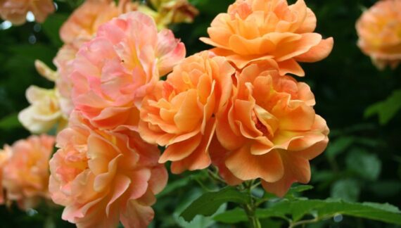 Rosa 'Westerland'