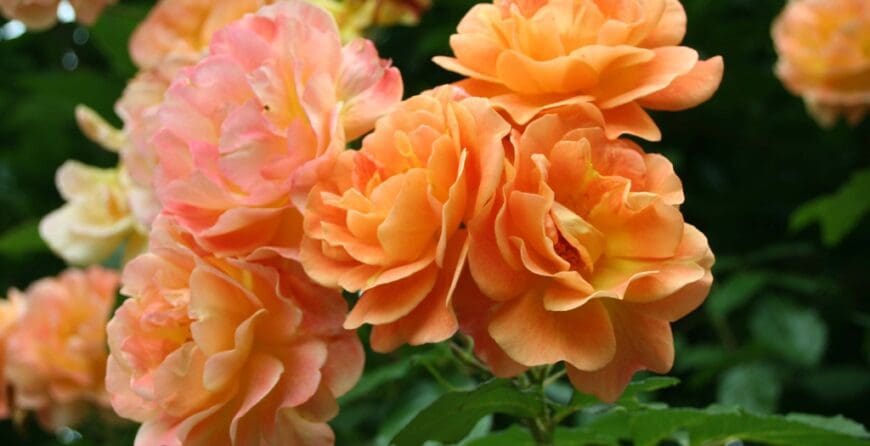 Rosa 'Westerland'