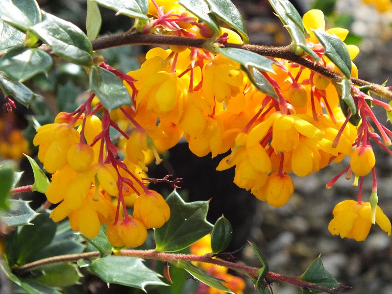 Berberis darwinii