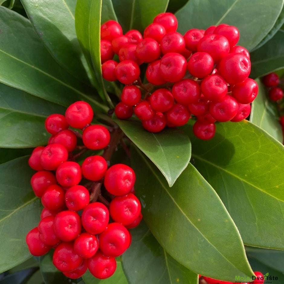 Skimmia japonica Nymans