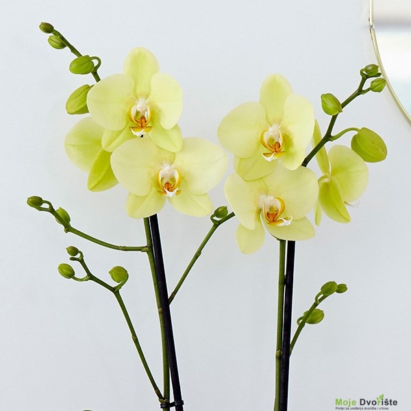 Phalaenopsis grandiflorum ‘Alassio’