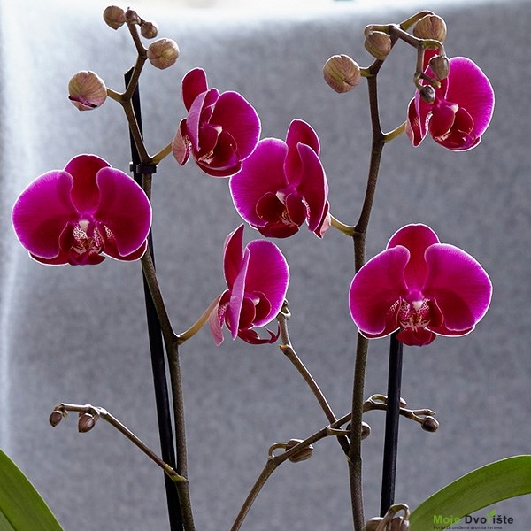 Phalaenopsis ‘Rio Grande’