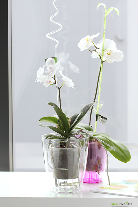 Kako uzgajati Orhideje - Orhideja Phalaenopsis