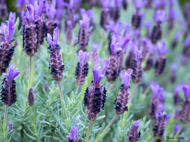 French Or Spanish Or Topped Lavender Stock Photo - Download Image Now - Lavender - Plant, Spain, France - iStock