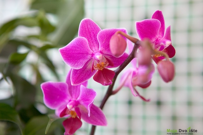 Kako uzgajati Orhideje - Orhideja Phalaenopsis