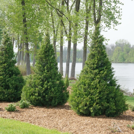 Juniperus chinensis