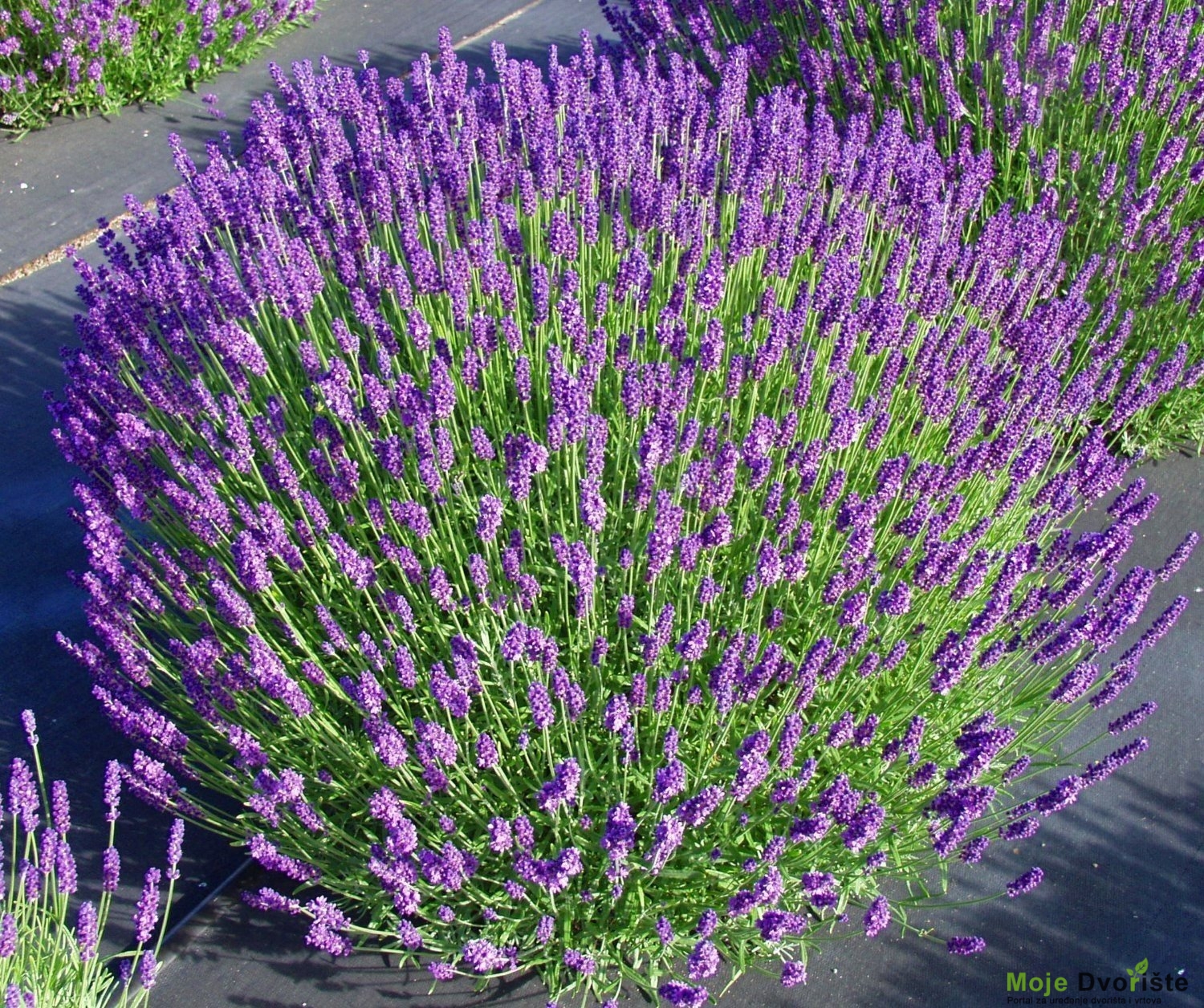 Lavandula angustifolia - Set of 12 - Lavender plant - ⌀10,5cm - Height 10-15cm - FloraStore