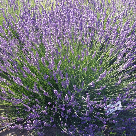 Lavandula x intermedia 'Phenomenal' (PP24193) - Takao Nursery