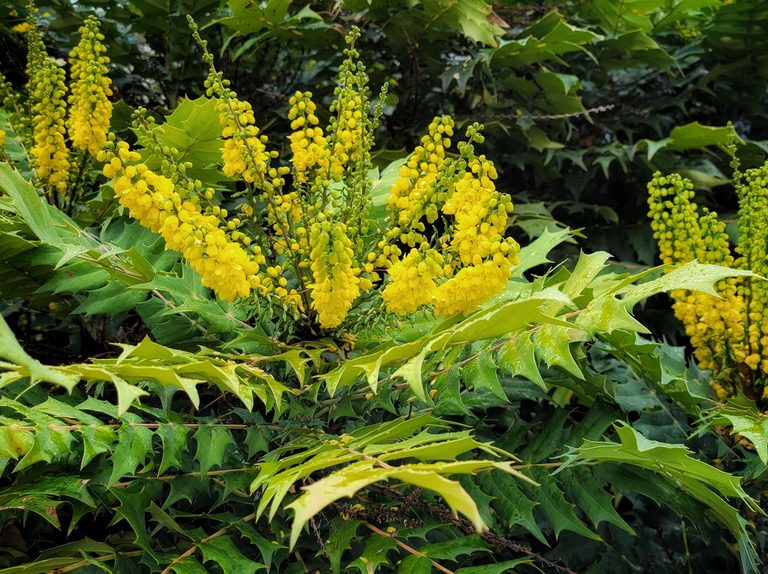 Mahonia japonica (Japanese Mahonia) | BBC Gardeners World Magazine