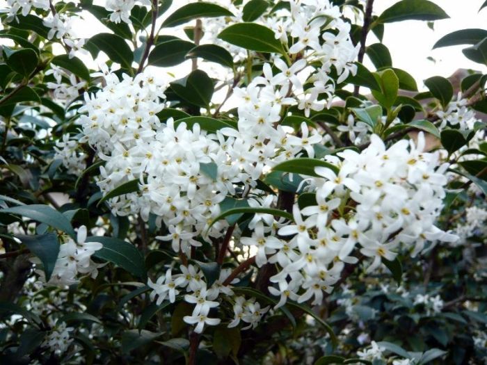 Osmanthus Burkwoodii - Burkvudova Slatka Maslina