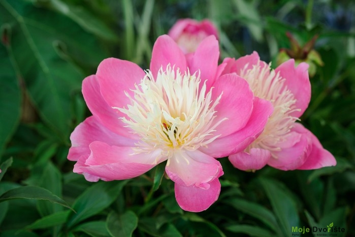 Paeonia 'Bovl of Beauti' 