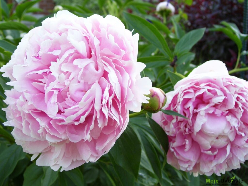 Paeonia 'Sarah Bernhardt'