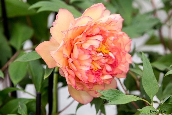 Paeonia 'Souvenir de Makine Cornu' 