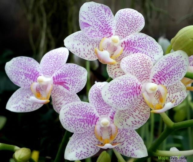 Phalaenopsis ‘Little Star Wild’