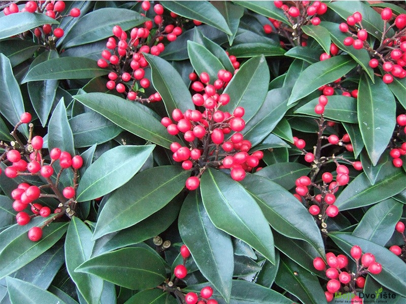 Skimmia japonica subsp. reevesiana