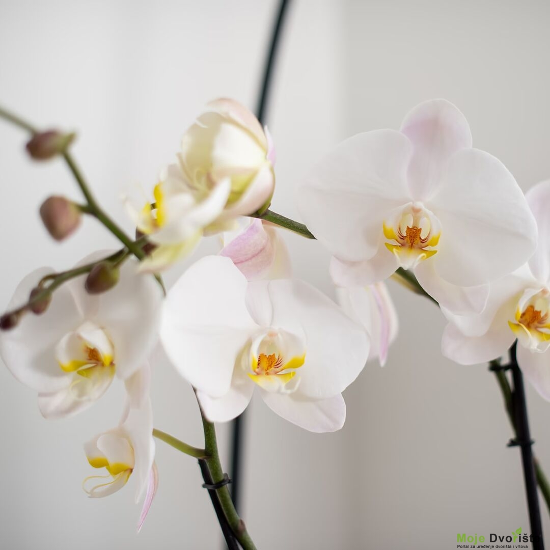 Phalaenopsis ‘White Wild Orchid’