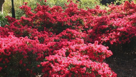 Uzgoj Rododendrona