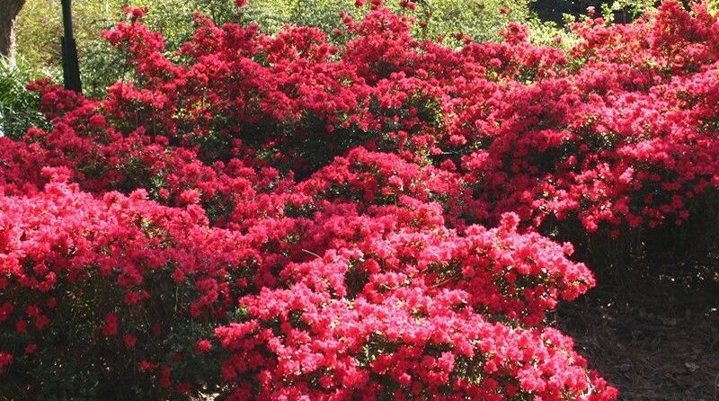 Uzgoj Rododendrona