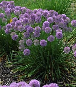 Ukrasni luk - Allium