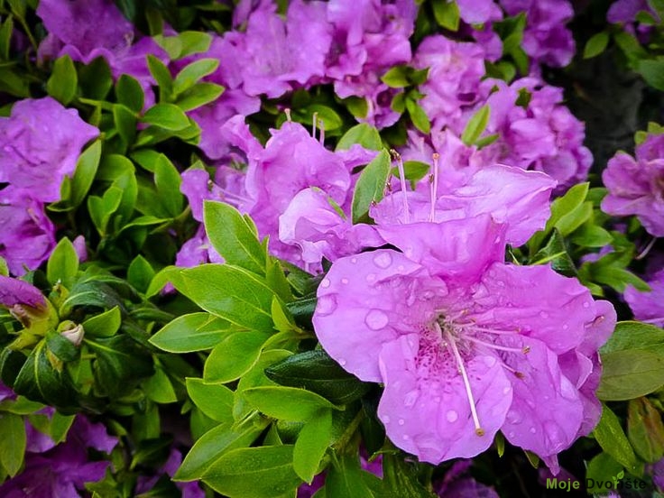 Rhododendron Encore 'Autumn Lilac'