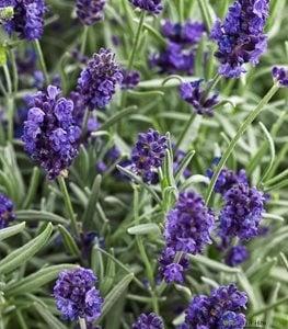 Biljke Protiv Komaraca - Lavanda - Lavandula