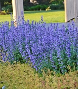 Biljke Protiv Komaraca - Mačja trava - Nepeta cataria