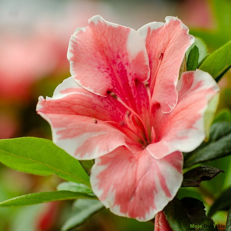 Uzgoj Rododendrona - Rhododendron Encore ‘Autumn Sunburst’