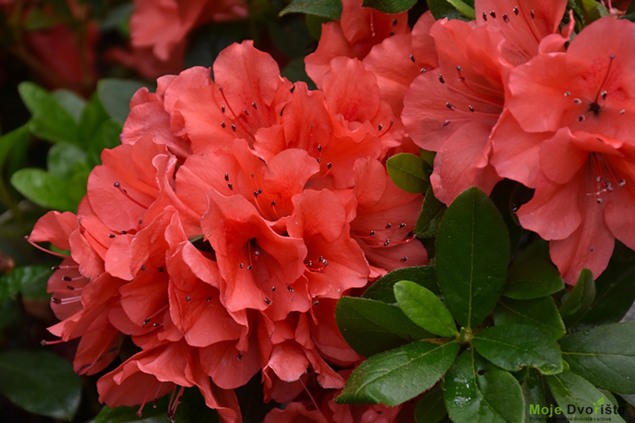 Rhododendron Encore 'Autumn Sunset'