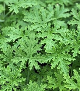 Mirisni geranijum - Pelargonium crispum