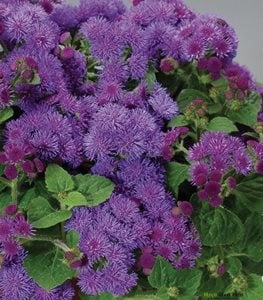 Ageratum houstonianum