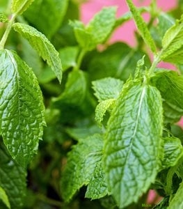 Nana - Mentha piperita