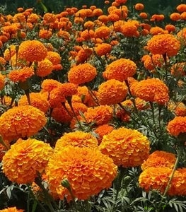 Biljke Protiv Komaraca - Neven - Calendula officinalis