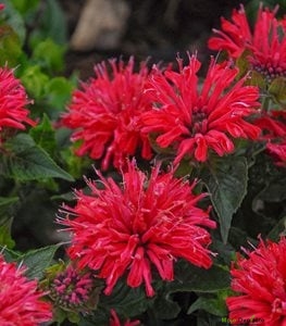 Pčelinji balzam – Monarda spp.