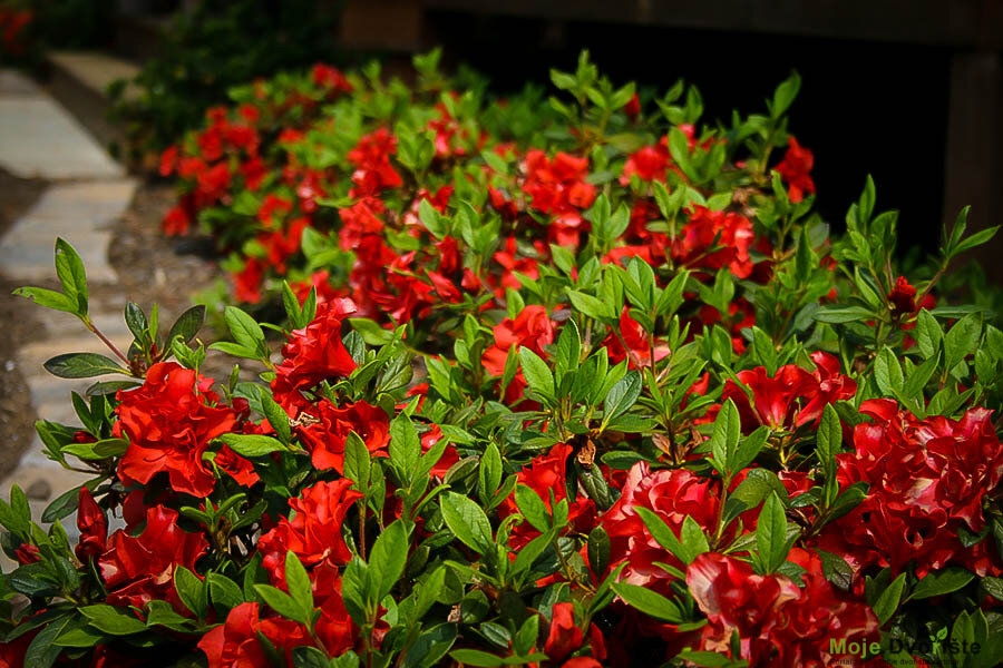 Rhododendron 'Encore Autumn Fire'