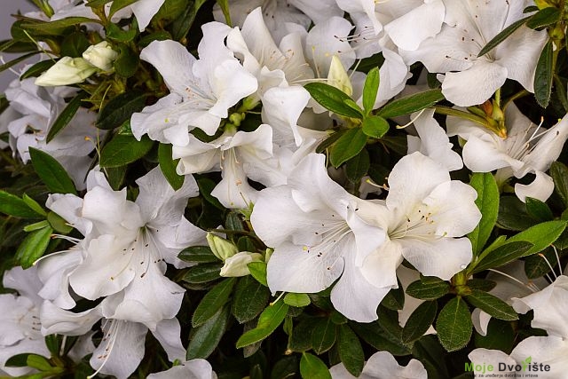 Azalea Encore 'Pure White Julia'