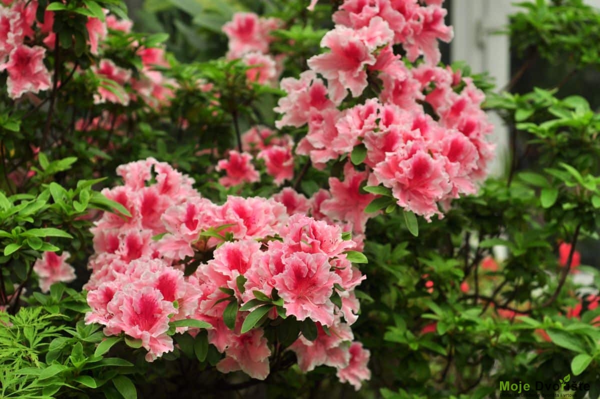 Uzgoj Rododendrona - Rododendron Encore ‘Autumn Sunburst’