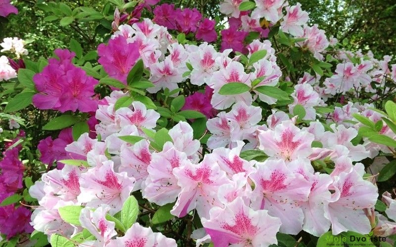 Azalea Encore 'Autumn Twist'