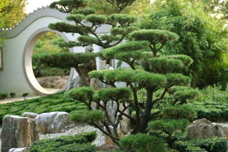 Pinus mugo 'Gnom' (Mugo Pine)