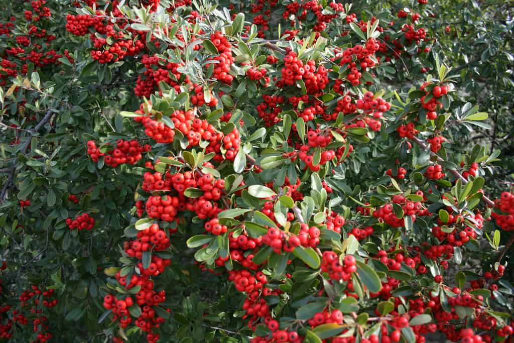 Pirokanta - Pyracantha - Vatreni trn